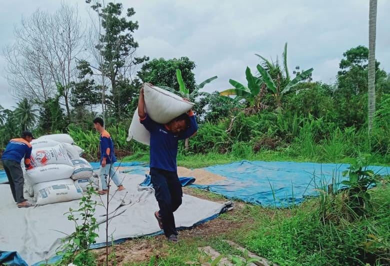 Berdayakan Petani, Pemuda Muhammadiyah Sebulu Manfaatkan Padi Lokal Untuk Gerakan Pemberdayaan