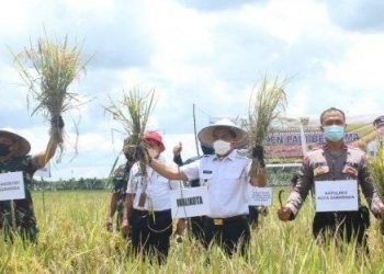 Panen Padi Bersama Kelompok Tani, Andi Harun : Samarinda Perlu Keluar dari Ketergantuan Suplai Beras Luar Daerah