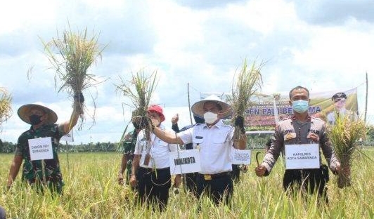 Panen Padi Bersama Kelompok Tani, Andi Harun : Samarinda Perlu Keluar dari Ketergantuan Suplai Beras Luar Daerah