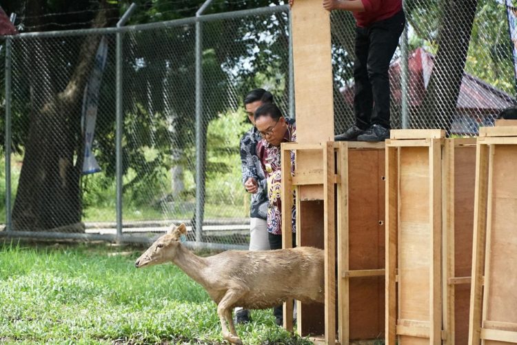 Pj Bupati PPU Lepas Rusa Sambar yang Menjadi Ikon Kabupaten di Penangkaran Belakang Kantor Bupati