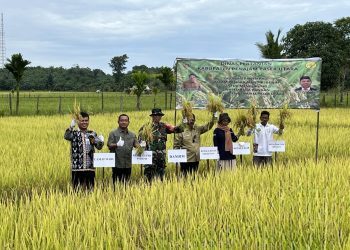 Dinas Pertanian PPU Gelar Panen Padi di Waru untuk Dukung Swasembada Pangan