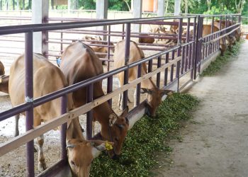Bupati PPU Dukung Penuh Program Pemprov Kaltim dalam Pengembangan Peternakan