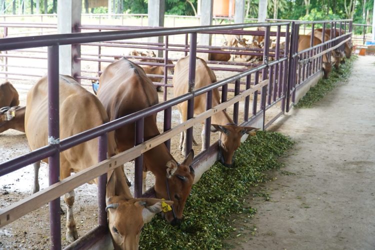Bupati PPU Dukung Penuh Program Pemprov Kaltim dalam Pengembangan Peternakan