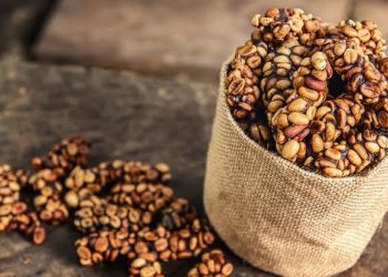 Kades Perangat Baru Ajak Warga Tanam 10 Pohon Kopi untuk Jadikan Desa Produsen Kopi Unggulan