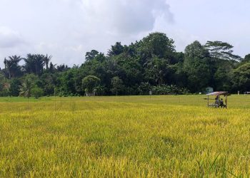 Pemkab Kukar Gencarkan Kemandirian Pangan melalui Pemberdayaan Petani dan Peternak