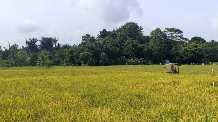 Pemkab Kukar Gencarkan Kemandirian Pangan melalui Pemberdayaan Petani dan Peternak