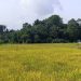 Pemkab Kukar Gencarkan Kemandirian Pangan melalui Pemberdayaan Petani dan Peternak
