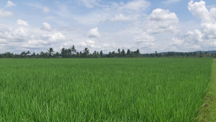 Desa Bukit Raya Dorong Pertanian melalui Penguatan Infrastruktur