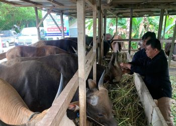 Distanak Kukar Intensifkan Pemeriksaan Kesehatan Hewan Kurban Jelang Iduladha