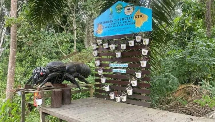 Dari Sarang Kecil ke Harapan Besar, Madu Kelulut Teluk Dalam Siap Menembus Pasar Nasional