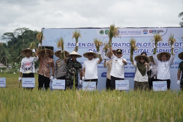 Teknologi Drone Dongkrak Hasil Panen Padi di Tenggarong Hingga 74%