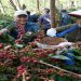 Dua Subholding PTPN III Perkuat Kebangkitan Kopi Ijen, PTPN IV PalmCo Replanting