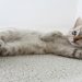 Tutorial Melatih Kitten Pup di Litter Box