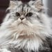Tips Memilih Kandungan Shampo Kucing Untuk Kesehatan Bulu