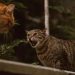 Tips Menangani Kucing Berantem di Rumah