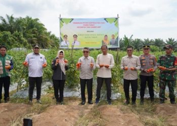 Panen Tomat di Kandolo Tunjukkan Keberhasilan Pembinaan Hortikultura bagi Petani