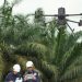 Teknologi LiDAR Zenmuse L3: Pemetaan Presisi di Area Perkebunan Berkanopi Lebat