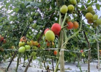 Panen Tomat Kandolo Tunjukkan Prospek Ekonomi Menjanjikan bagi Petani Desa