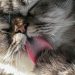 Fakta dan Fungsi Lidah Kucing Terasa Kasar