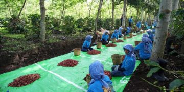 Holding Perkebunan Nusantara Perkuat Daya Saing, Ekspor Kopi Ijen ke AS dan Inggris