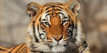 India Dorong Aliansi Global Lindungi Kucing Besar Dunia lewat IBCA Summit 2026