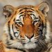 India Dorong Aliansi Global Lindungi Kucing Besar Dunia lewat IBCA Summit 2026