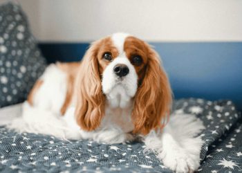 Kenapa Cavalier King Charles Spaniel Jadi Salah Satu Doggy Favorit Pecinta Hewan