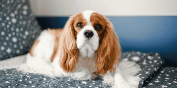 Kenapa Cavalier King Charles Spaniel Jadi Salah Satu Doggy Favorit Pecinta Hewan