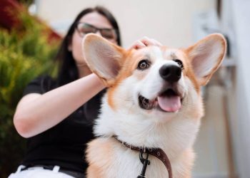 10 Ras Anjing Menggemaskan yang Ramah dan Mudah Dirawat di Rumah