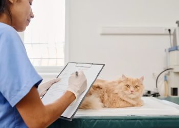 Cara Memilih Obat Diare Kucing yang Aman dan Efektif