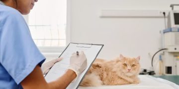 Cara Memilih Obat Diare Kucing yang Aman dan Efektif
